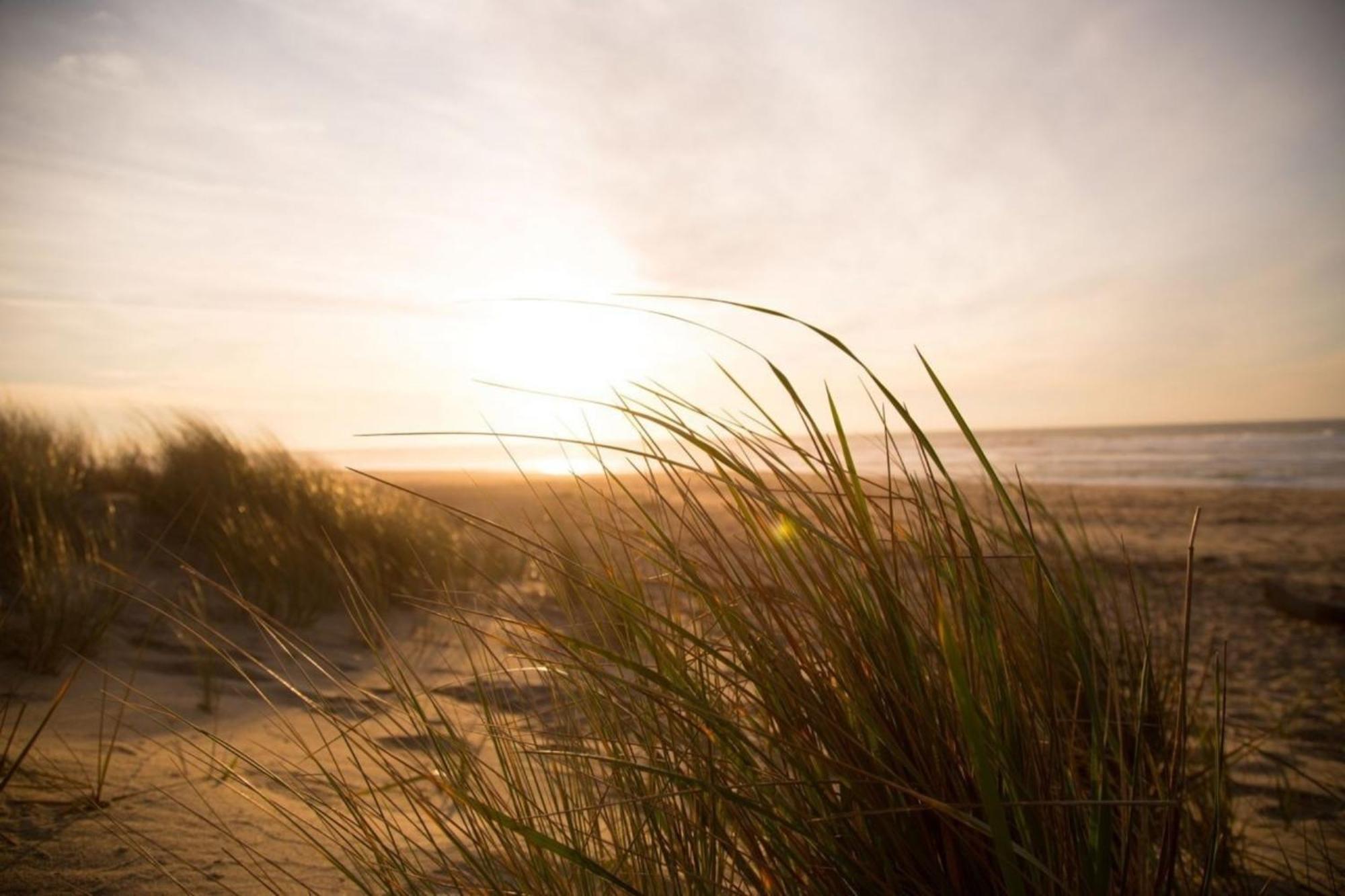 Kleine Nordseewelle Ohne Hund Norden Luaran gambar
