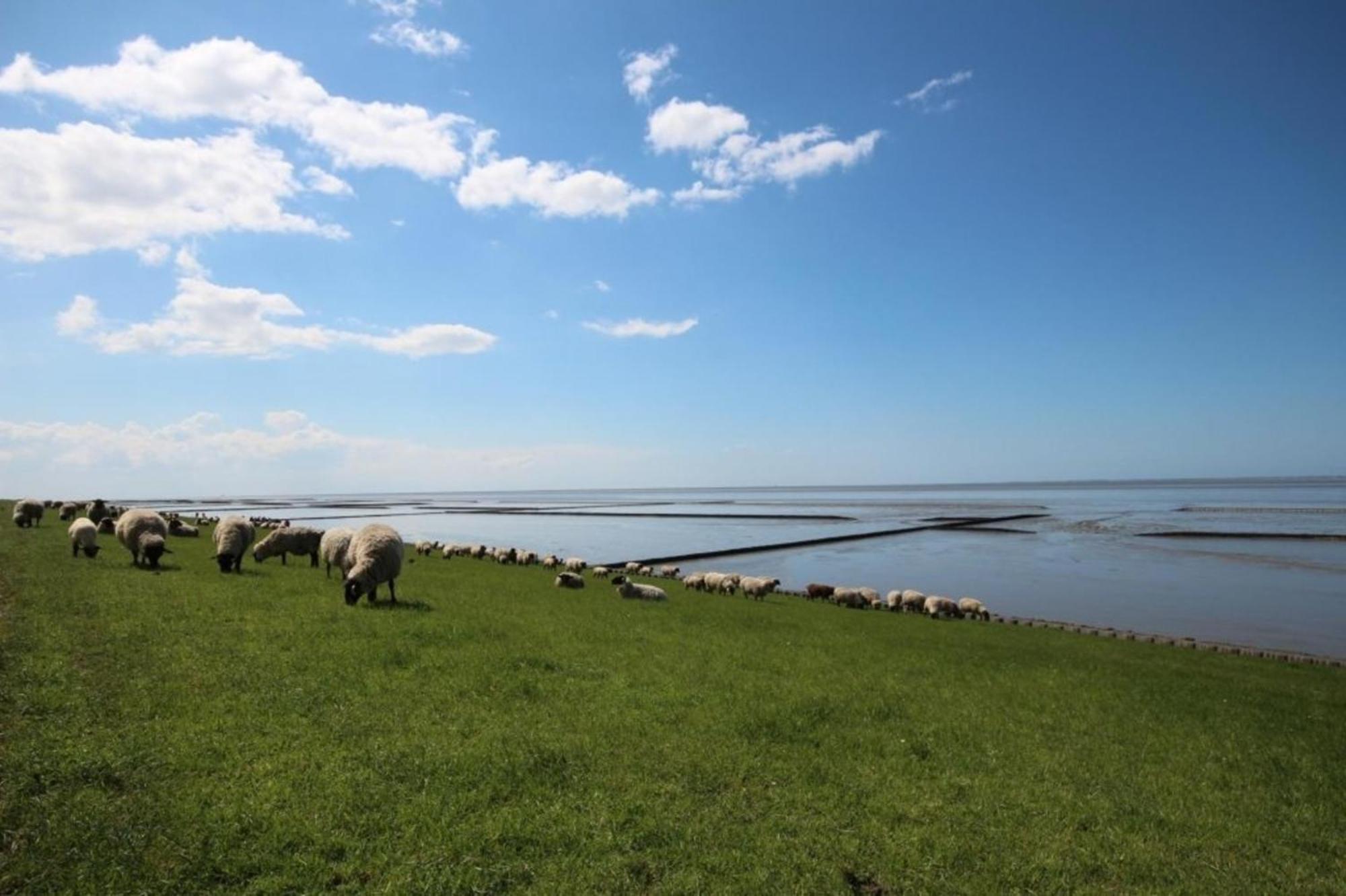 Kleine Nordseewelle Ohne Hund Norden Luaran gambar
